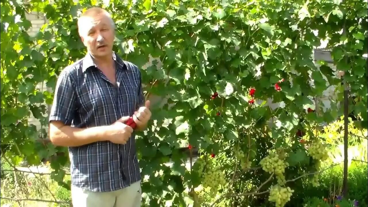 Пасынковать виноград. Виноградная лоза пасынкование. Чеканка винограда. Прищипывание пасынков винограда. Виноградная лоза пасынкование.
