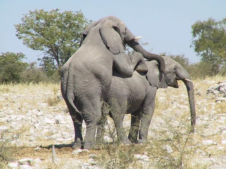 Спаривание слона. Слоны спаривание.
