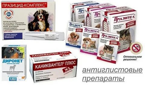 Народные средства лечения собаки