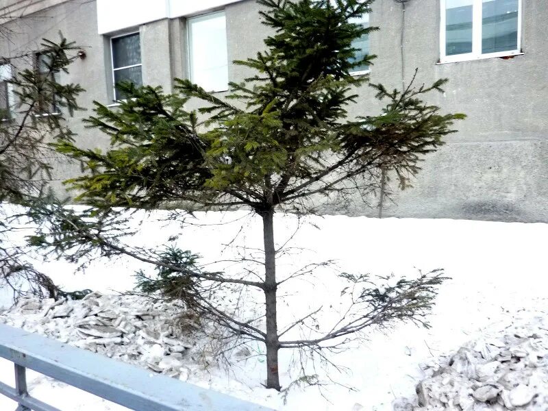 Елка с 2 макушками. Елка с двумя макушками примета. У ели 2 верхушки. Елка с несколькими макушками. Ель без макушки.