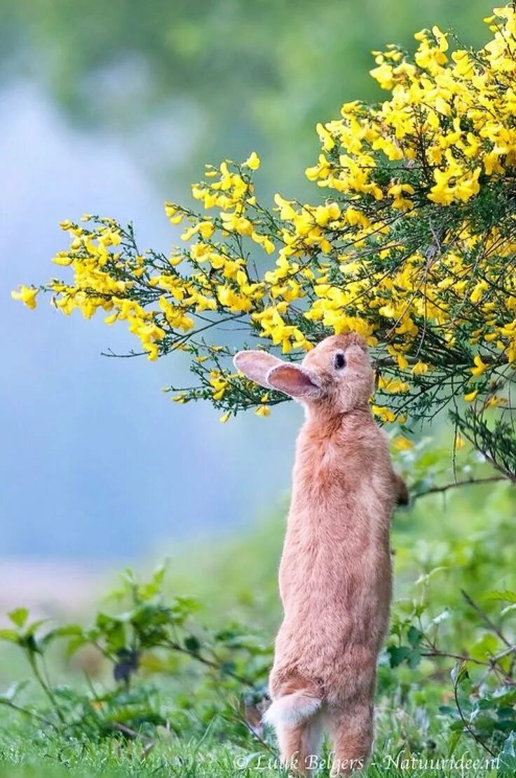 Весенние картинки с животными прикольные. Животные весной. Цветы и животные.