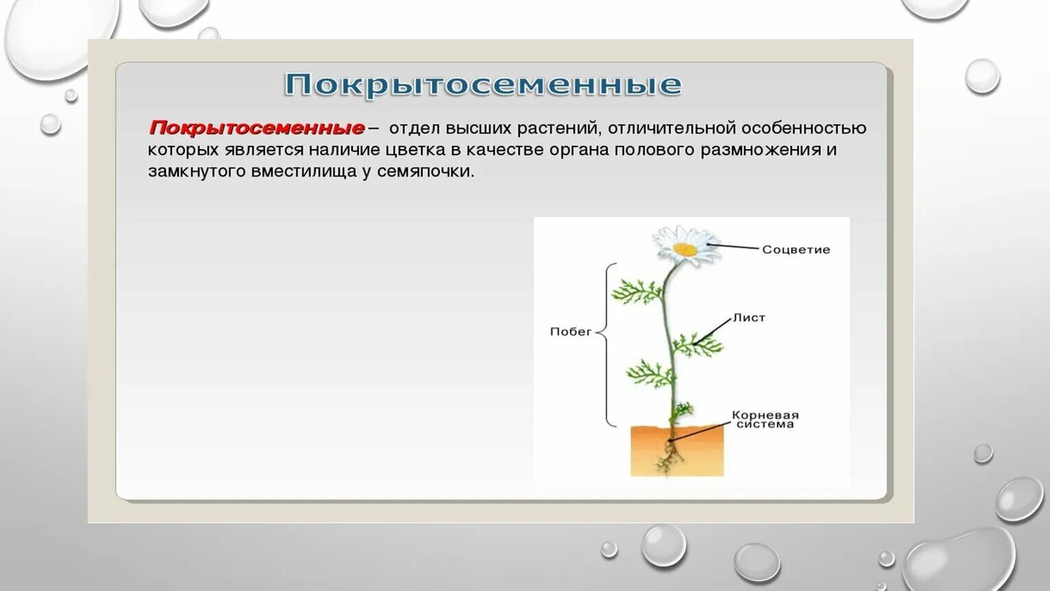 Функции покрытосеменных. Размножение покрытосеменных растений схема. Отдел Покрытосеменные схема. Покрытосеменные строение и размножение. Отдел Покрытосеменные растения размножение.