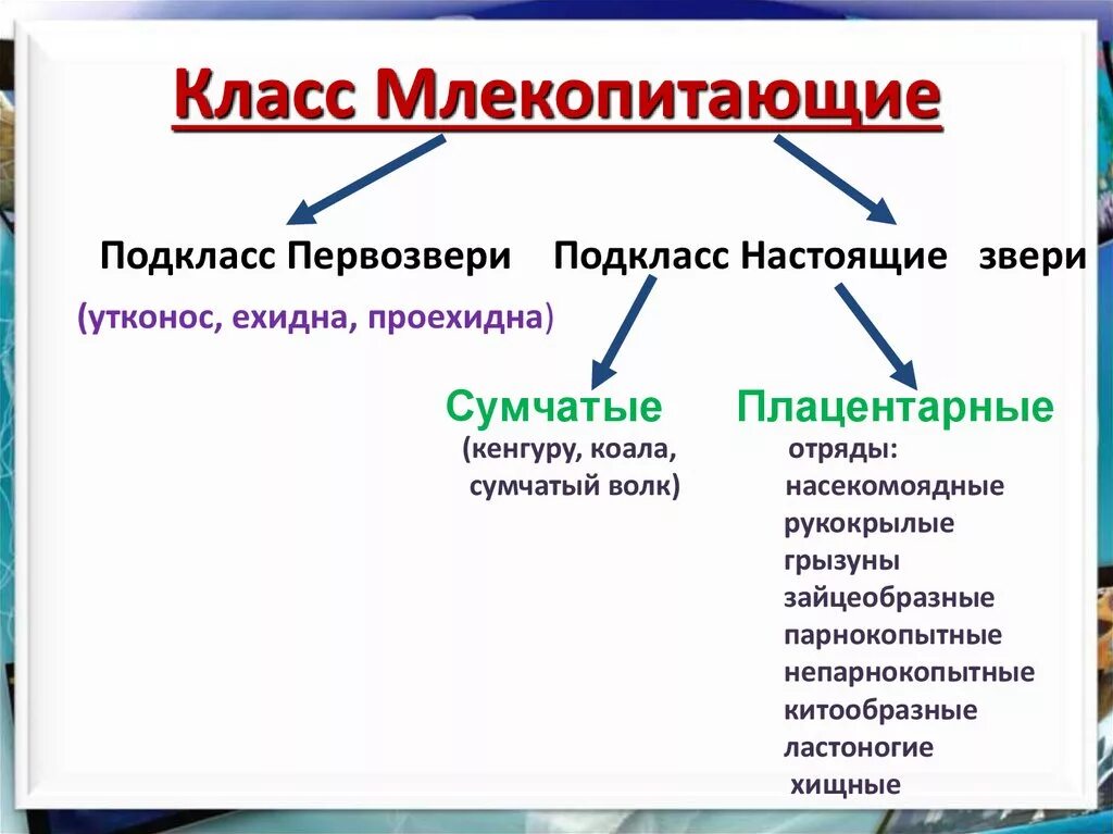 Систематика млекопитающих 7 класс. Схема класс млекопитающих 7 класс биология. Классификация класса млекопитающие схема. Характеристика класса млекопитающие 7 класс биология таблица. Характеристика млекопитающих 8 класс биология