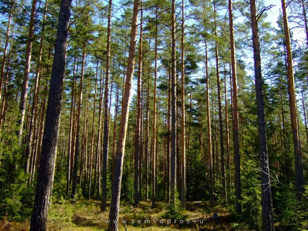 деревня вещево яранский район. поляны ленинградская область выборгский. каменногорск ленинградская область вуокса. поселок барышево вуокса. посёлок глебычево ленинградской области.