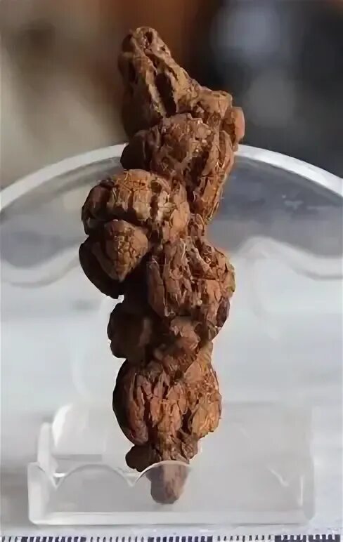 Включи динозавр какашка. Самая большая какашка динозавра.