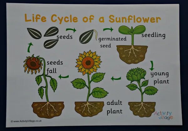 Sunflower Life Cycle. Flower Life Cycle. Plant Life Cycle. Plant Life Cycle Worksheets. Plant cycle