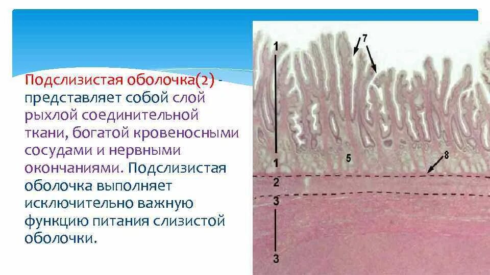 Подслизистая оболочка стенки желудка. Подслизистая оболочка пищевода. Слизистая подслизистая. Слизистая и подслизистая оболочки. Слизистые оболочки строение и функции