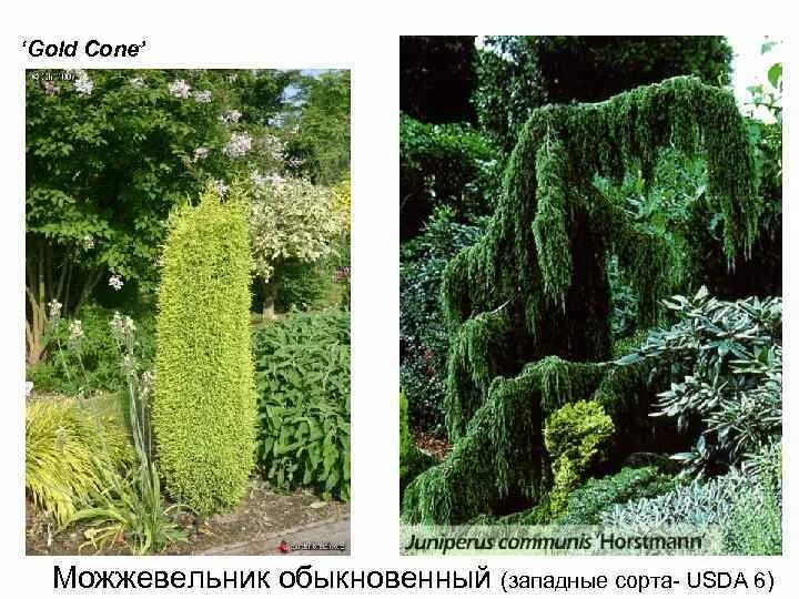 Голд коне описание. Можжевельник голд коун. можжевельник обыкновенный gold cone. можжевельник обыкновенный (juniperus communis gold cone p9. можжевельник обыкновенный gold cone (голд кон).