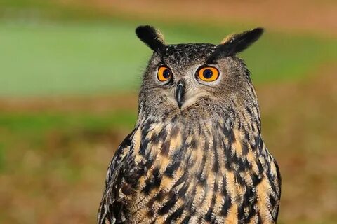 Филин bubo bubo