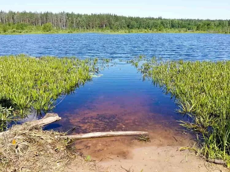 Ук озеро нижний. Пустынские озера Арзамасского района. Озеро НАРБУС Нижегородская область. Озеро НАРБУС Арзамасский район. Пустынский заказник в Арзамасском районе.