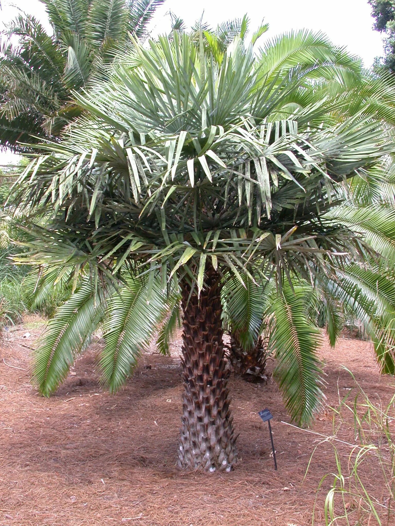 Copernicia prunifera. Copernicia cerifera wax. Восковая пальма карнауба. Бразилия пальма карнауба. Copernicia cerifera wax.