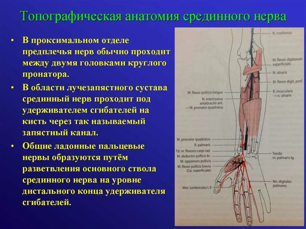 Зона иннервации срединного нерва. Срединный нерв иннервация кожи. Срединный нерв анатомия и физиология. Локтевой нерв анатомия топография.