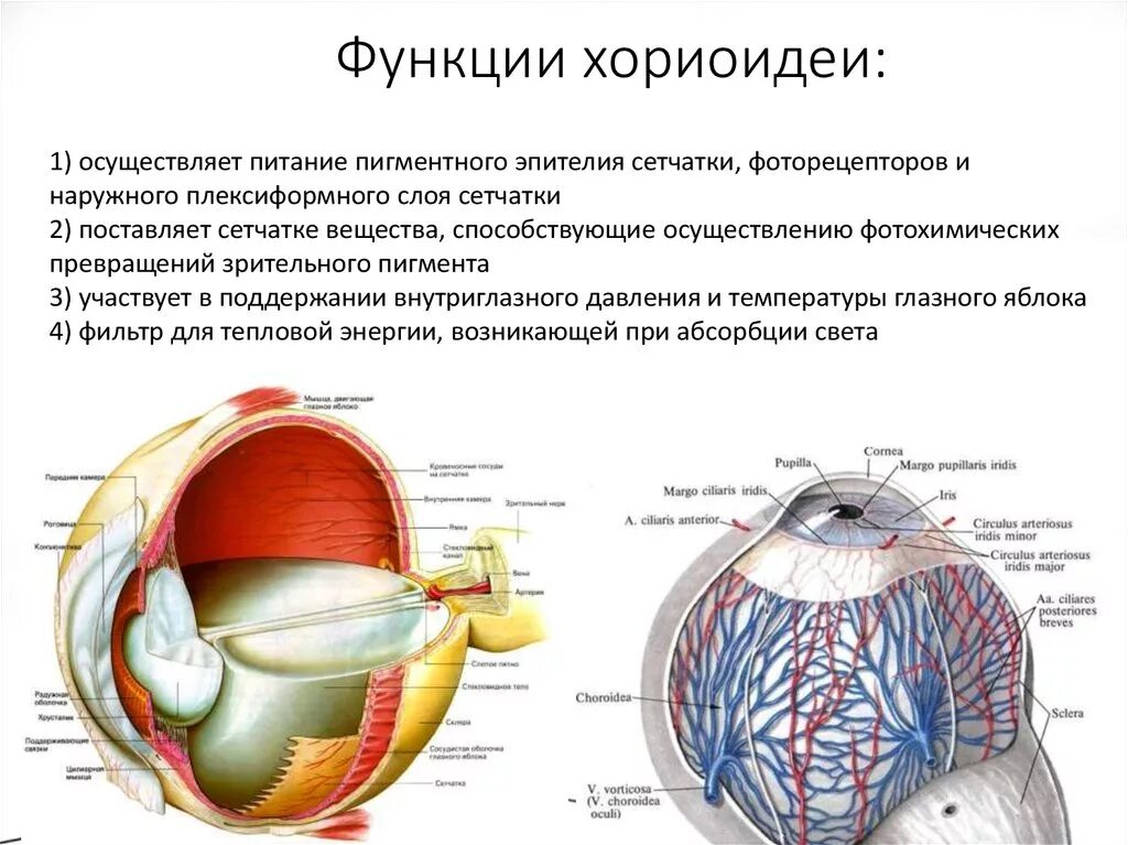 Часть сосудистой оболочки глазного яблока. Хориоидея анатомия. Строение глаза человека хориоидея. Кровоснабжение глазного яблока анатомия. Собственно сосудистая оболочка глазного яблока.