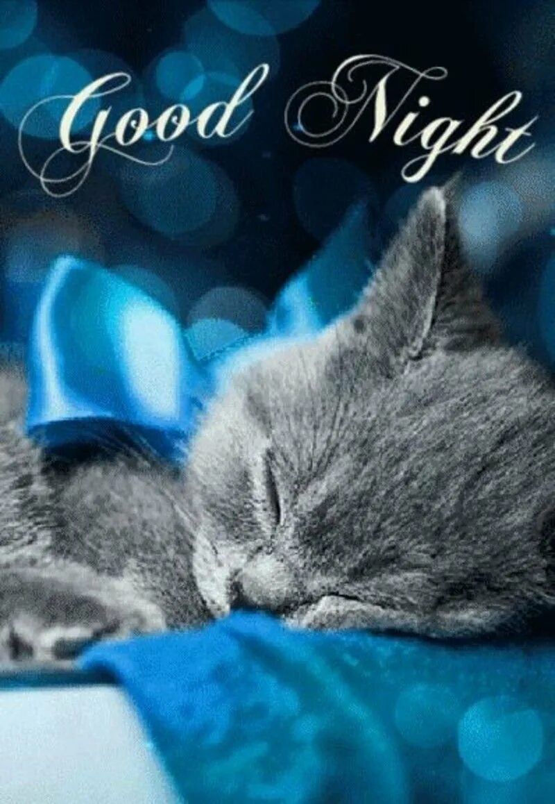 Картинки спокойной ночи с кошкой. Котенок. Спокойной ночи!. Сладких снов котенок. Открытки спокойной ночи. Спокойной ночи котики.