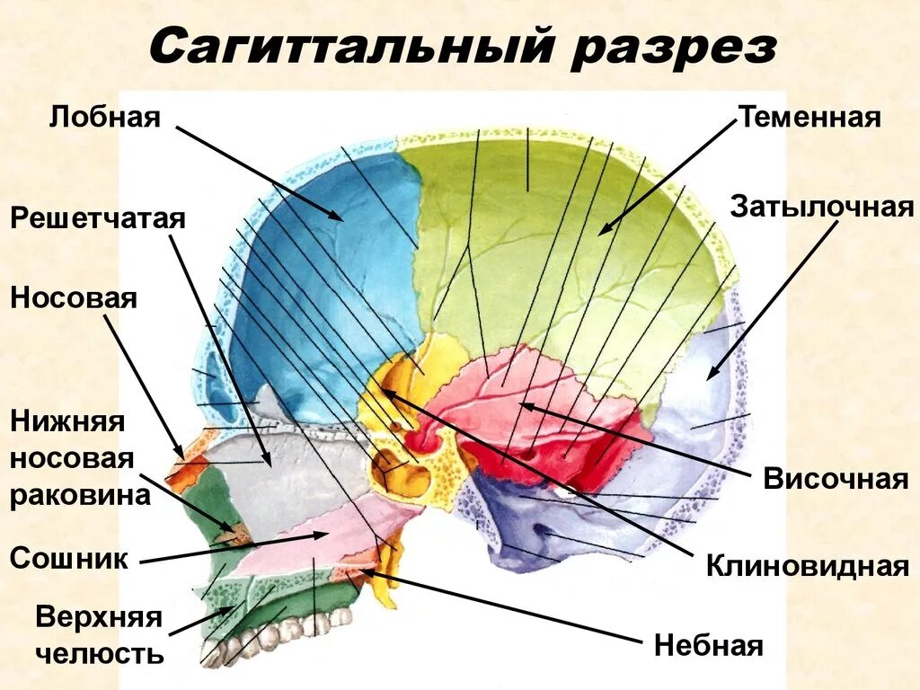 Лобная теменная затылочная кость. Сагиттальный распил черепа анатомия. Лобная теменная затылочная решетчатая клиновидная височная кость. Кости черепа Сагиттальный срез. Сошник анатомия человека кости черепа.