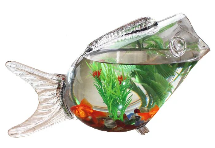 аквариумные рыбки в оренбурге продаются.