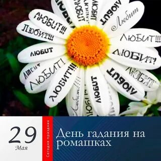 Песня гадала на ромашке любит не