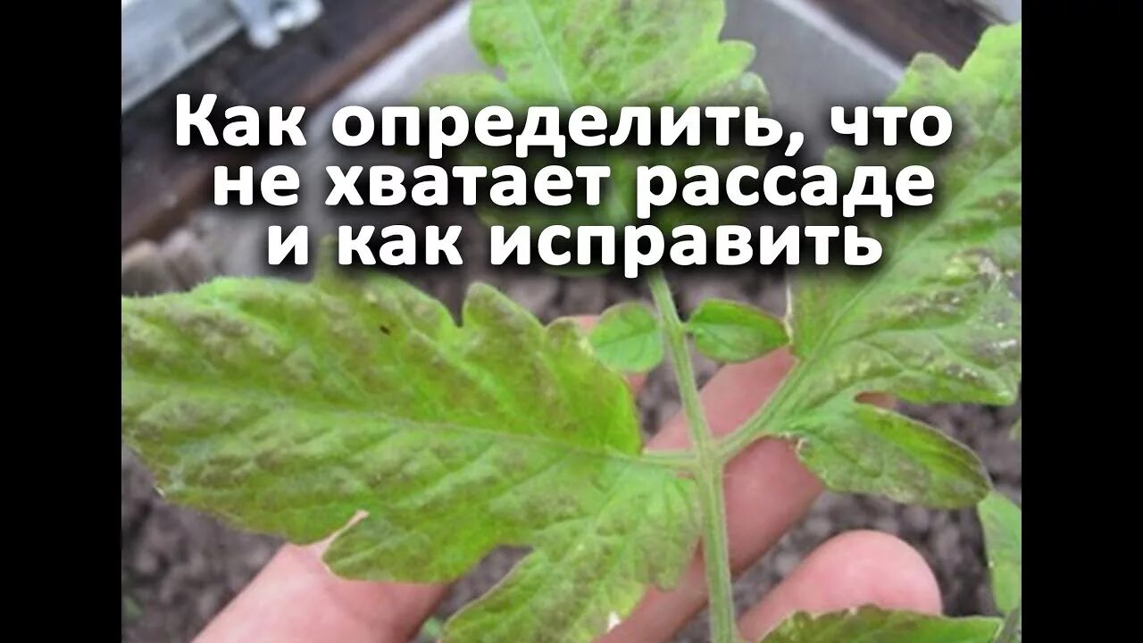 Дефицит элементов у томатов. Дефицит кальция у томатов. Чего не хватает рассаде. Как узнать рассаду по листьям.