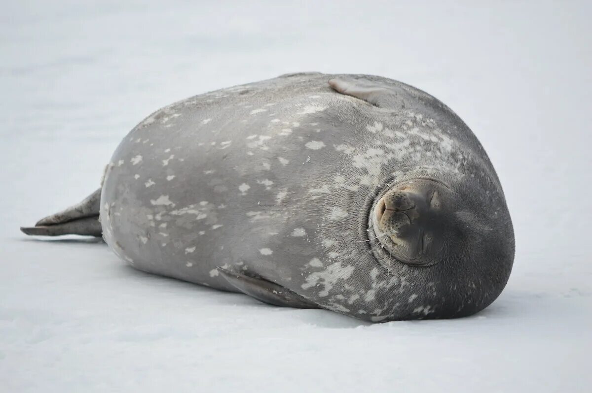 Какая более мощная структура кожи у тюленей. Тюлень Уэдделла. Снились морской котик. Кожа тюленя.