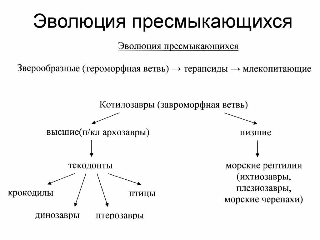 Происхождение пресмыкающихся схема. Эволюция рептилий схема. Эволюция пресмыкающихся схема. Классификация рептилий схема.