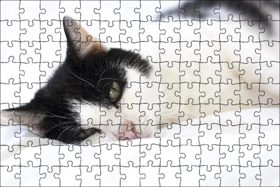 Сон бело черный кот. Кот лежит. Черно белая кошка. Котики черный и белый. Котик черно белый.