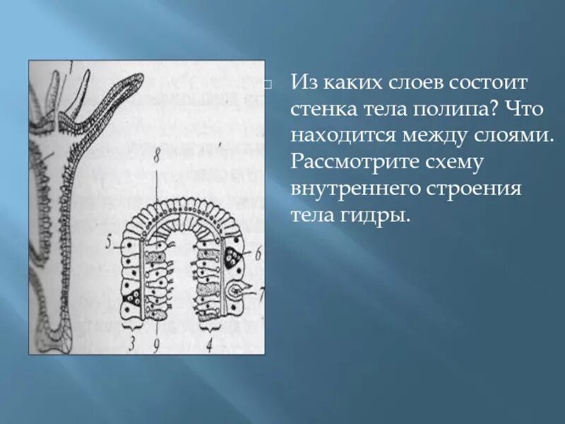 Состоят из 1 слоя клеток. Стенка тела кишечнополостных состоит из. Стенка тела гидры состоит из слоёв. Строение стенки тела гидры. Рассмотрите схему внутреннего строения тела гидры.