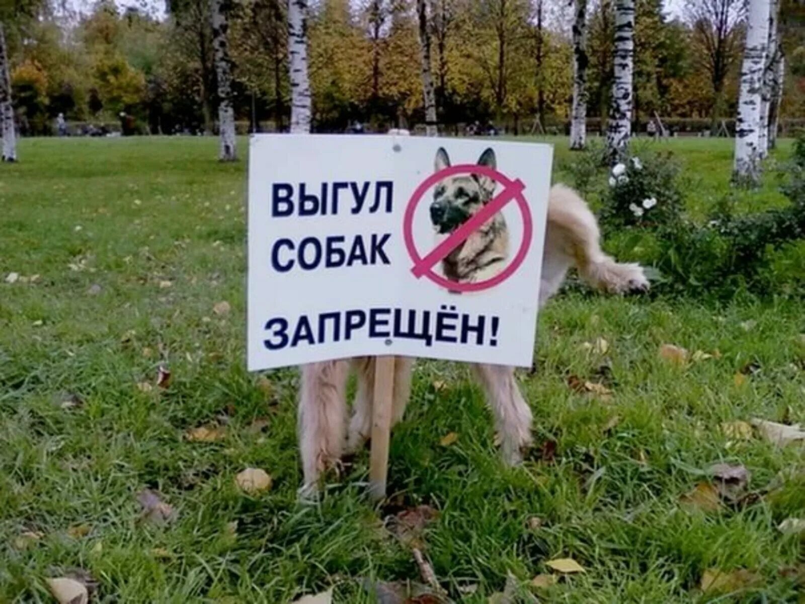 Выгул собак на детской. Выгул собак. выгул собак запрещен. выгул собак табличка. выгуливать собаку.