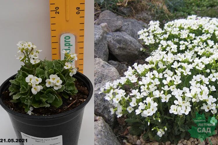Резуха род. Арабис литл. Арабис резуха. Арабис литл. Арабис кавказский little treasure white (литл треже вайт).