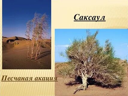 В какой зоне обитает саксаул