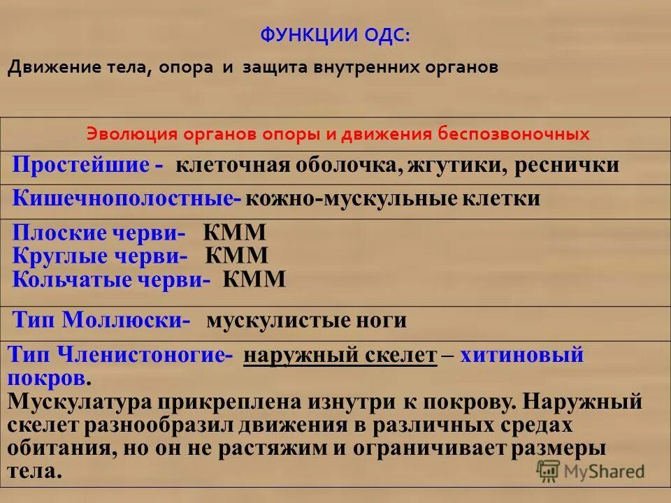 Эволюция органов и функции. Функции одс. одс простейших. одс презентация функции. схема функции одс.