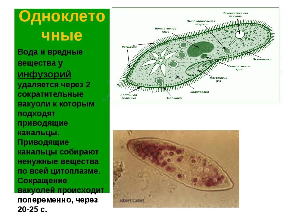 Какую функцию инфузории туфельки выполняет сократительная вакуоль. Сократительные вакуоли у одноклеточных. Сократительные вакуоли инфузории туфельки. Выделительная система инфузории туфельки. Сократительные вакуоли инфузории.