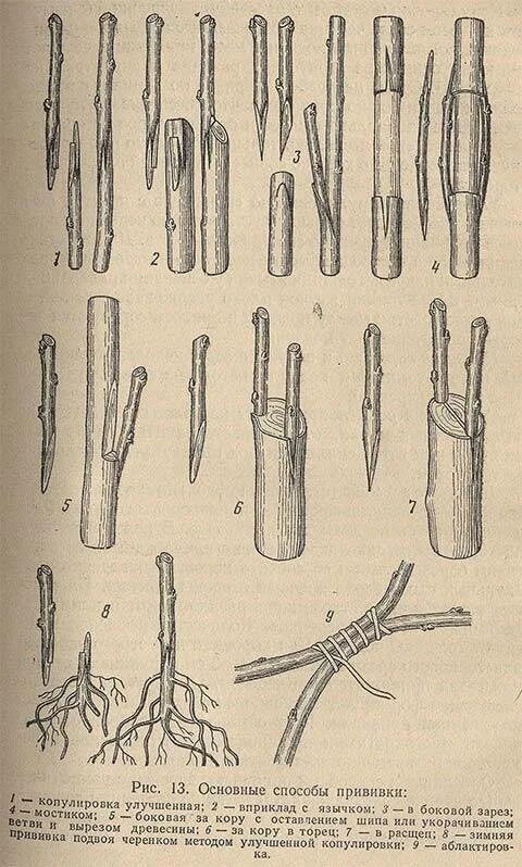 На какие деревья делают прививки. Улучшенная копулировка яблони. Прививка черенков яблони весной. Прививка плодовых деревьев копулировка. Способы прививки плодовых деревьев окулировка.