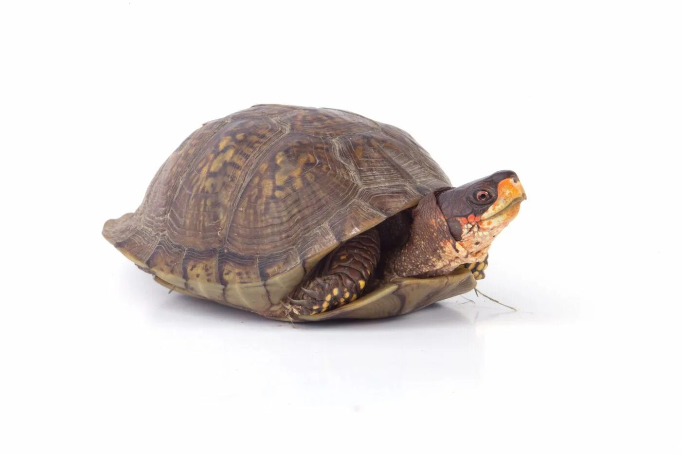 T1 turtle