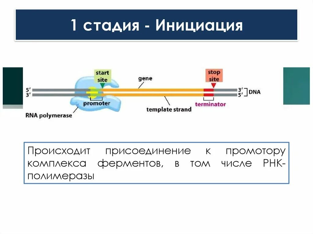 Этапы инициации. Стадия инициации. Промотор РНК. Инициация РНК полимеразы. Инициация 5