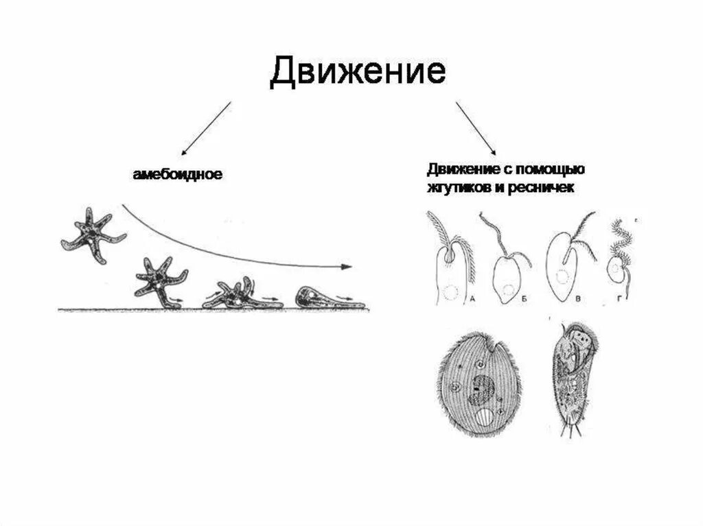 Передвижение многоклеточных. Передвижение одноклеточных организмов. Движение с помощью жгутиков и ресничек. Движение простейших. Движение простейших организмов.