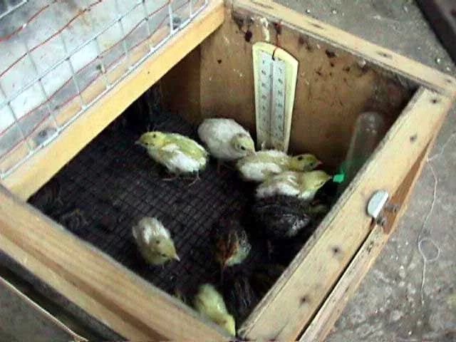 Первый день жизни перепелят. Ящик для наседки с цыплятами. Лоток для квочки с цыплятами. Помещение для наседки с цыплятами. Клетка для наседки с цыплятами.