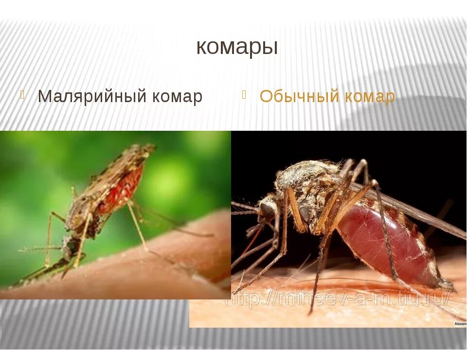 Какое развитие у малярийного комара. Малярийный комар анофелес. Малярийный Москит. Москиты и малярийные комары.
