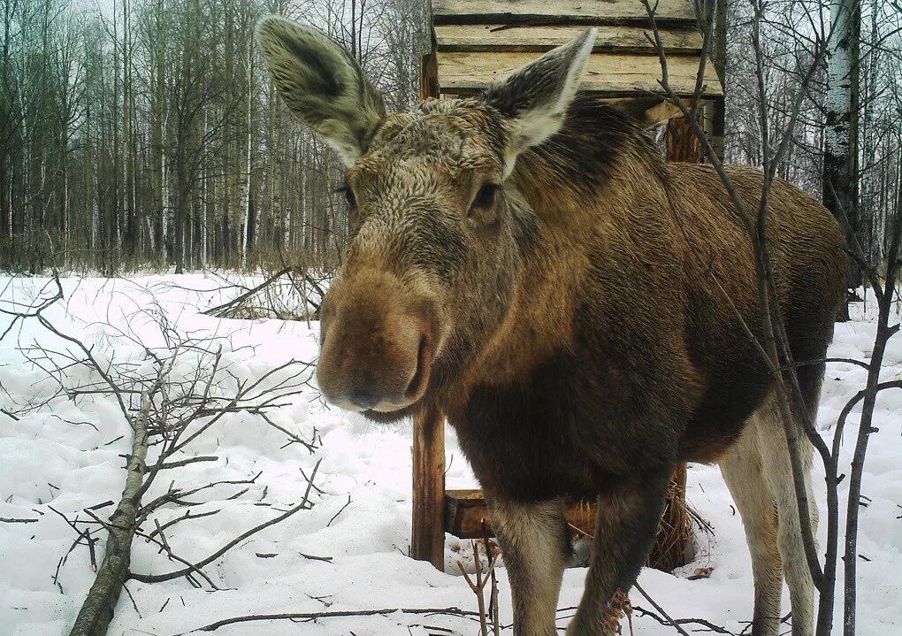 Лоси в новосибирске