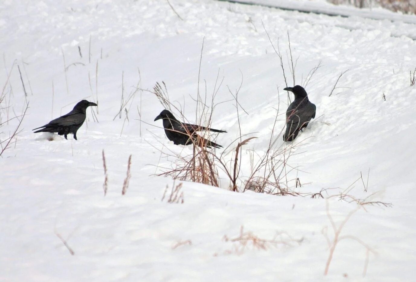 Жила ворона в заколоченном на зиму ларьке. Вороны на снегу. Грачи. Ворона зимой. Грачи на снегу.