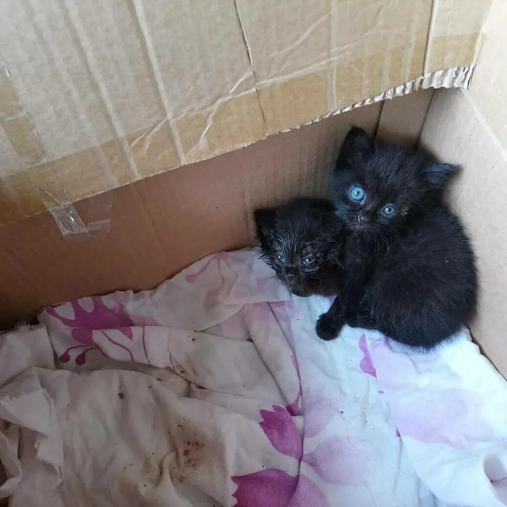 Котята в коробке. Маленькие котята в коробке. Бездомные котята в коробке. Можно ли отдать котенка