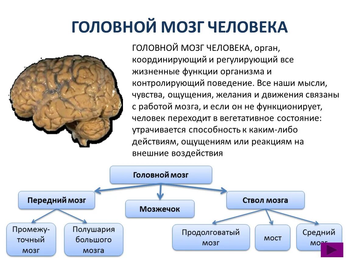 Функции головного мозга таблица передний мозг. Передний мозг строение и функции. Функции переднего мозга человека. Головной мозг 8 класс.