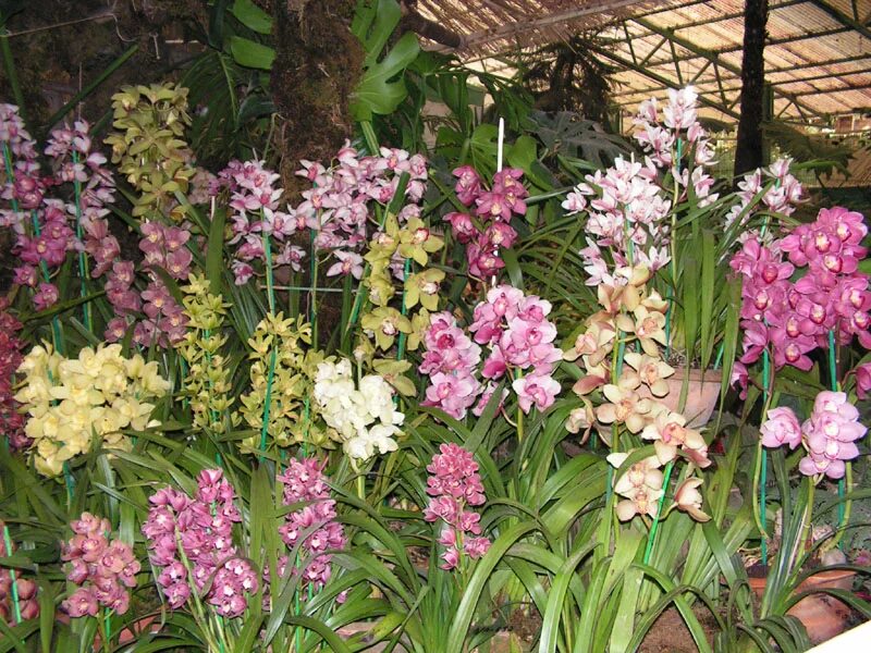 Орхидея Садовая многолетняя. Гималайская Орхидея. Орхидея уличная многолетняя. Садовые орхидеи древовидные.
