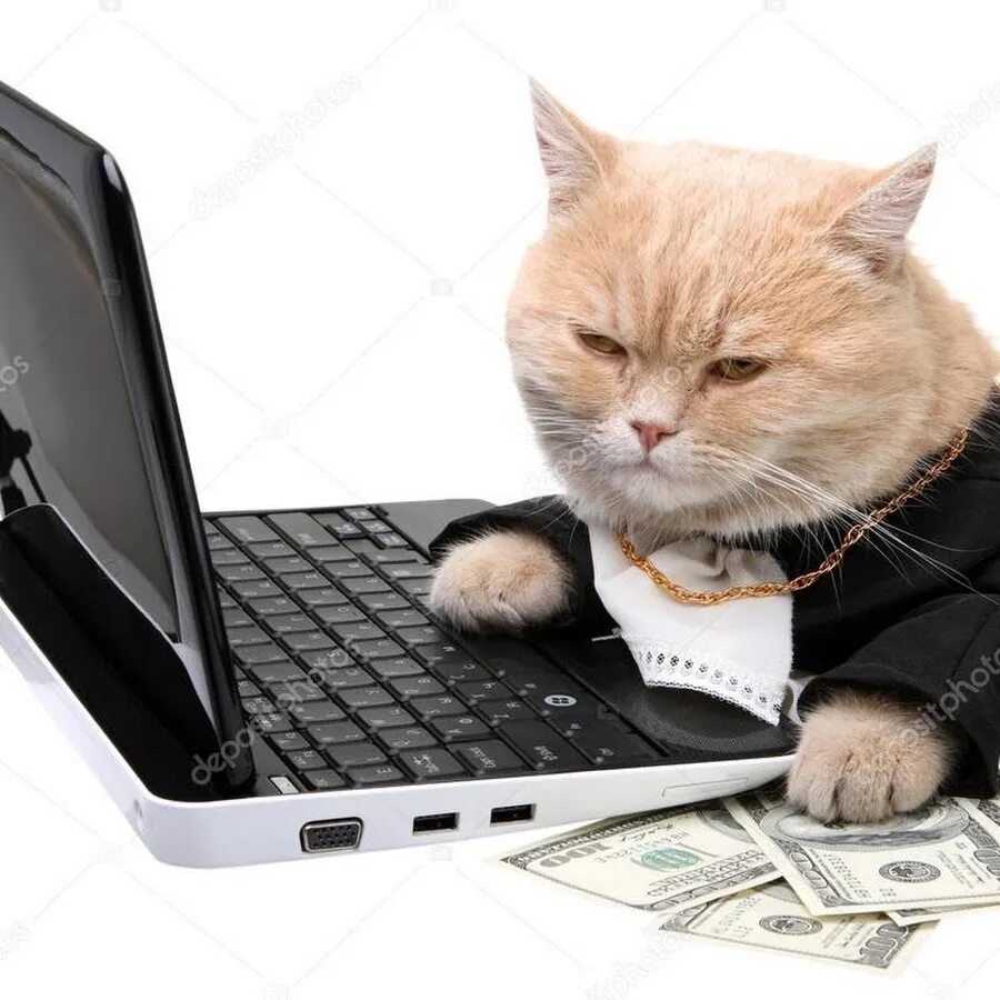 Где работает кот. Продам нервную систему в отличном. интегральный кот.