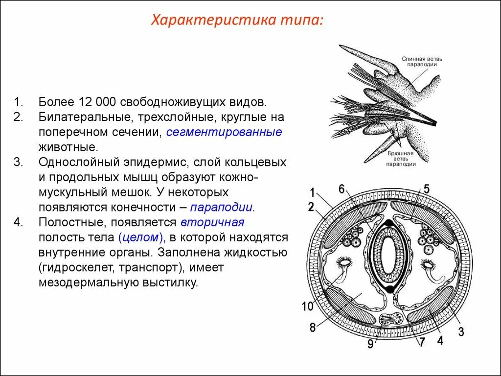 Тип круглые черви кожно мускульный мешок