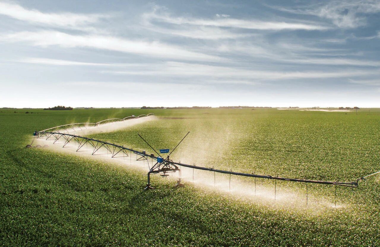 Нива- засеянное поле, пашня. Спринклерное орошение картофель. Поле оптом. Фото сельдерея с поля. Дождеватели для полива полей.