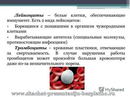 Лейкоциты 11