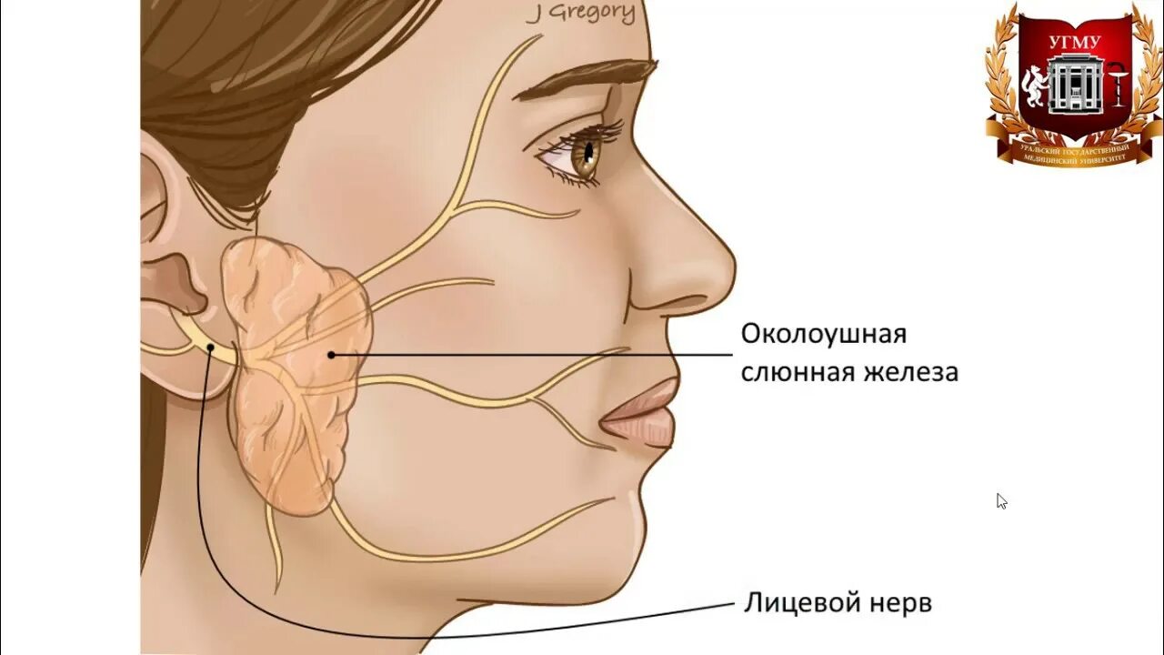 Околоушная железа операция. Околоушная слюнная железа нерв. Тройничный лицевой нерв. Лицевой нерв и околоушная слюнная железа. Анатомия околоушной слюнной железы нервы.