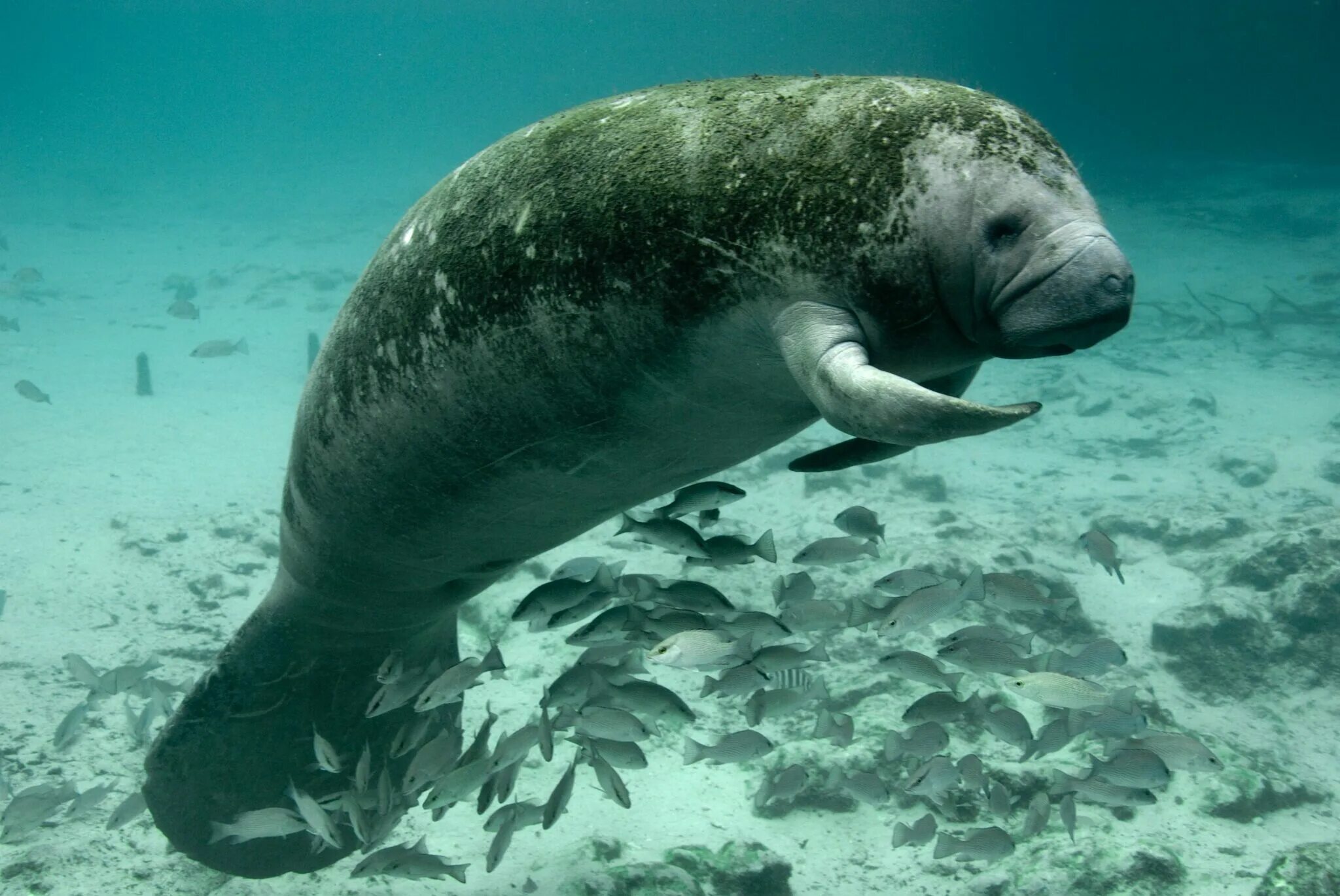 Ламантин морская корова. Стеллерова морская корова. Американский Ламантин Trichechus manatus. Амазонские Ламантины Бразилия. Морская корова 8 букв