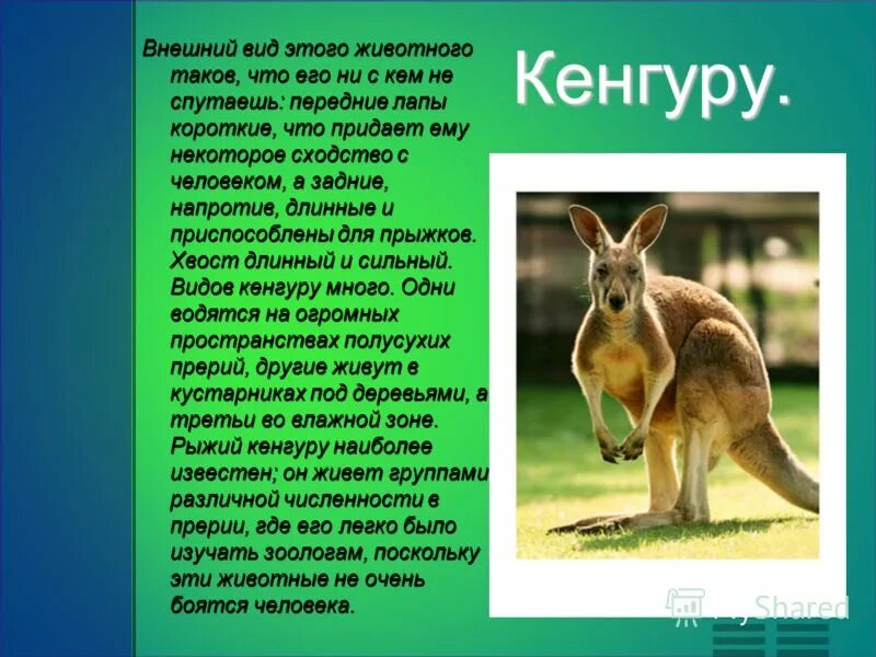 Кенгуру найти слово. Сообщение о животном кенгуру. Что расскажет кенгуру. Кенгуру рассказ. Кенгуру информация для детей.