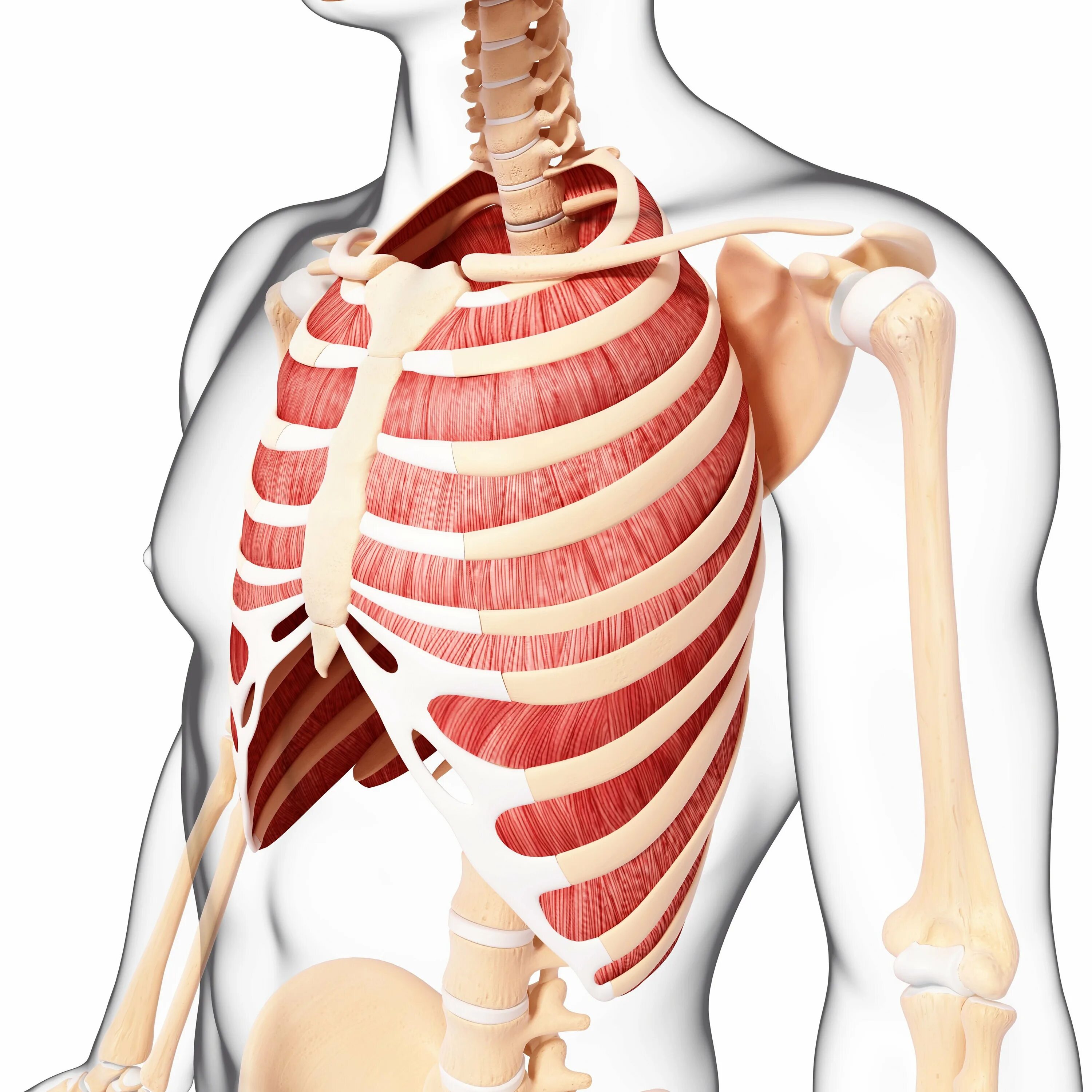 Межреберные мышцы анатомия. Наружные межреберные мышцы анатомия. 1) Наружные межреберные мышцы. Mm. Intercostales interni, внутренние межреберные мышцы. При вдохе болят ребра спереди